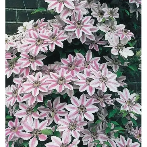 [101471] Clematis Nelly Moser P16 - C2