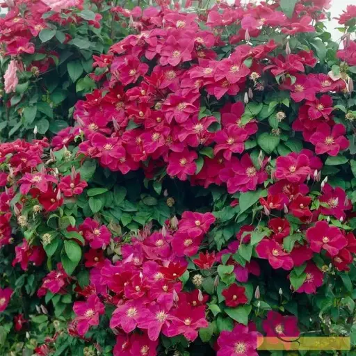 [101473] Clematis Rouge Cardinal Pot P16 - C2L