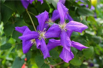[129749] Clematis viticella Polish Spirit Pot P16 cm