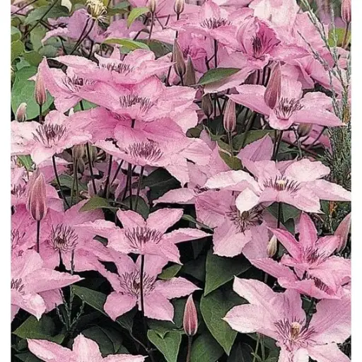 [102237] Clematis Hagley Hybride P16 - C2