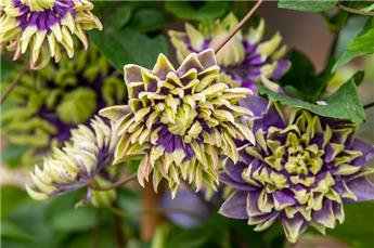 [139836] Clematis florida Taiga Pot C2
