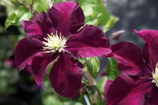 [112201] Clematis Warsawska Nike C3