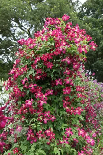 [108090] Clematis viticella Mme Julia Correvon Pot C2
