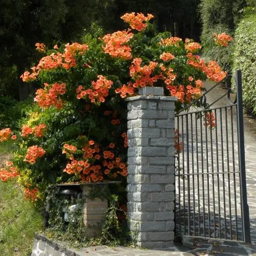 [114381] Campsis tagliabuana Indian Summer Pot C7Litres