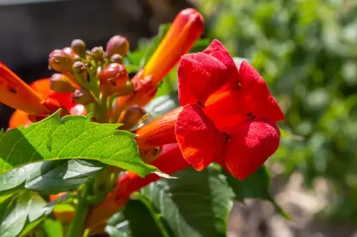 [145070] Campsis radicans Stromboli Pot C7Litres
