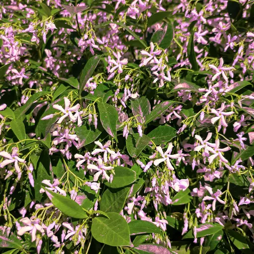 [136450] Trachelospernum jasminoides Pink 100 125 cm Pot P23