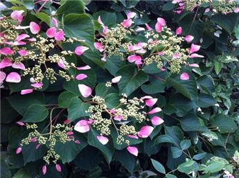 [133609] Schizophragma hydrangeoides Roseum Pot C3.5Litres