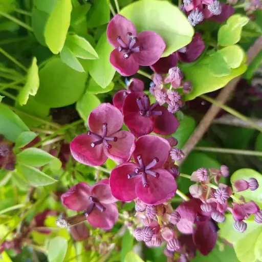 [113168] Akebia Quinata Pot C3