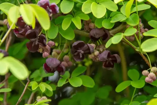 [102187] Akebia quinata 080 100 cm Pot P16 cm