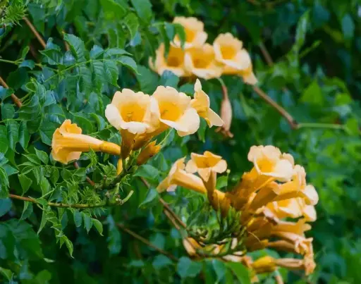 [102258] Campsis radicans Flava Pot P16 - C2L