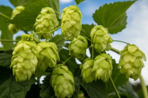 [145395] Humulus lupulus Nordbrau Pot C5 ** Houblon à bière **