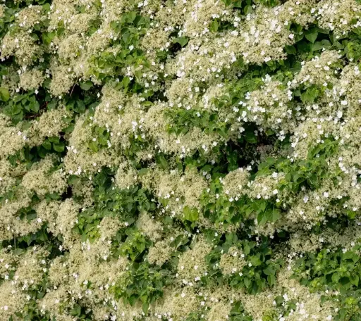 [101494] Hydrangea anomala Petiolaris 060 080 cm Pot