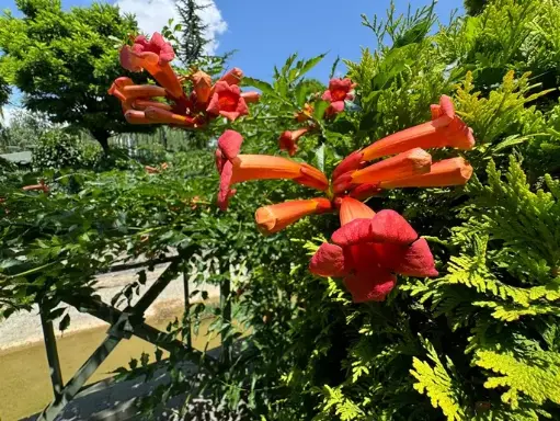 [101439] Campsis radicans P16 - C2 ** Bignogne **