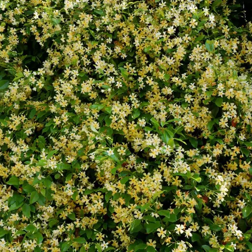 [143349] Trachelospernum jasminoides Star of Toscane 125 175 cm Pot C7 litres