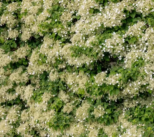 [103821] Hydrangea anomala Petiolaris 125 150 Pot * XXL Très ramifié