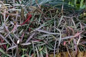 [143352] Trachelospernum jasminoides Waterwheel 100 125 cm Pot C3Litres