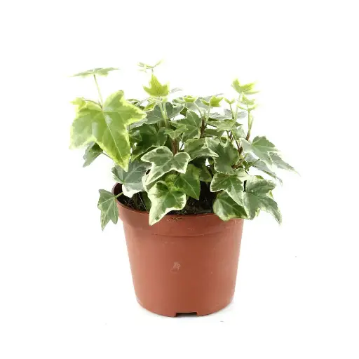 [123390] Lierre varié gros pot plhh