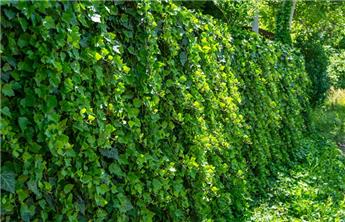 [101486] Hedera helix Hibernica 80 100 Pot  / tuteuré