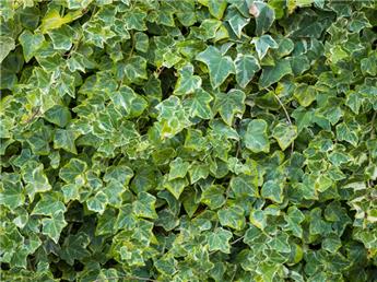 [144965] Hedera helix Eva 125 150 cm XL Pot P17 cm