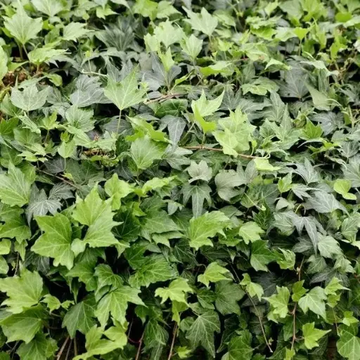 [143886] Hedera Green Ripple Pot P9 cm **Lierre rampant : couvre-sol**