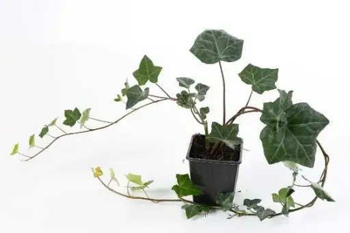 [120267] Hedera helix Hibernica 40 60 cm P9-10.5 - Lierre -  **Remise par quantité ***