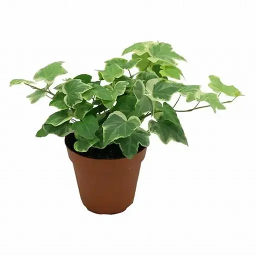 [134118] Lierre varié Petit Pot P11 plh