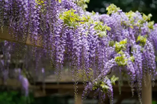 [141303] Wisteria floribunda Naga Noda 175/+  Pot C5 Litres