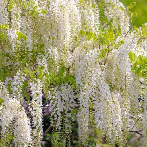 [139515] Wisteria brachybotrys Shiro Kapitan Fuji 250 300 Pot C10