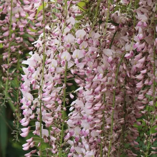 [139513] Wisteria brachybotrys Showa Beni 200 250 Pot C10 ** Parfumée **