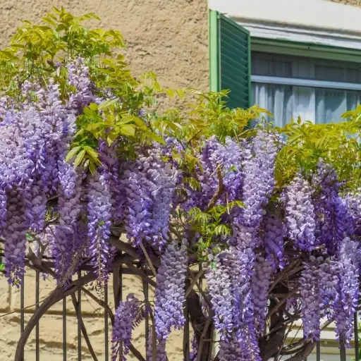 [143250] Wisteria brachybotrys Ikoyama Fuji / Tige +/- 50 cm Pot P24 cm