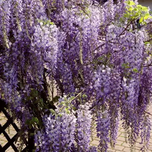 [104960] Wisteria sinensis Prolific 150 175 cm Pot C5L