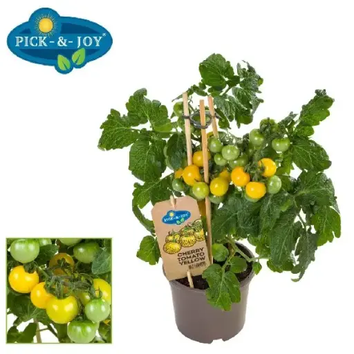[141422] Tomate Cerise Jaune Pick & Joy Pot P14 ** Avec fruits **