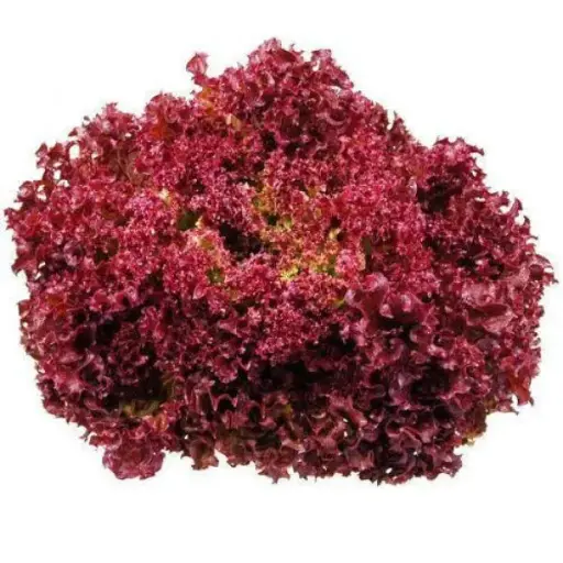 [133400] Barquette 6 Laitue frisée Lollo Rossa - salade à repiquer