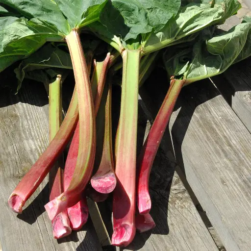[144726] Rheum rhabarbarum Holsteiner Blut Pot C5 ** Rhubarbe à cardes rouges **