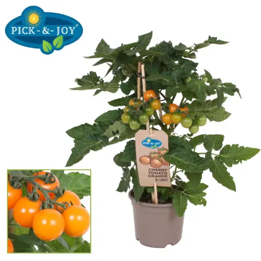[141423] Tomate Cerise Orange Pick & Joy Pot P14 ** Avec fruits **
