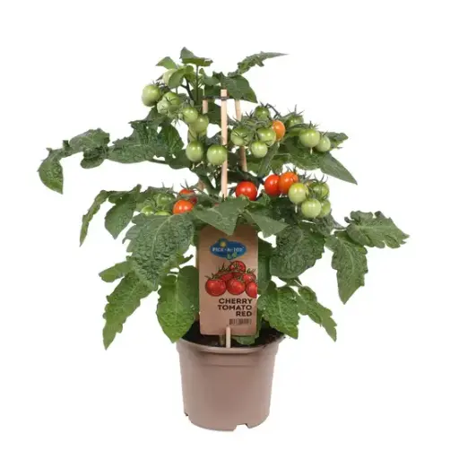 [134748] Tomate Cerise rouge Red Pick & Joy Pot P14 ** Avec fruits **