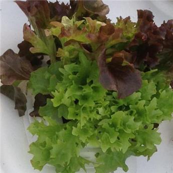 [144725] Salade à couper variées Pot C1.5Litres - Lactuca sativa Tricolor