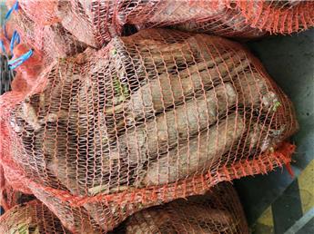 [110067] Racines de chicon : Disponible en automne 2024 en Sac de 50 Racines