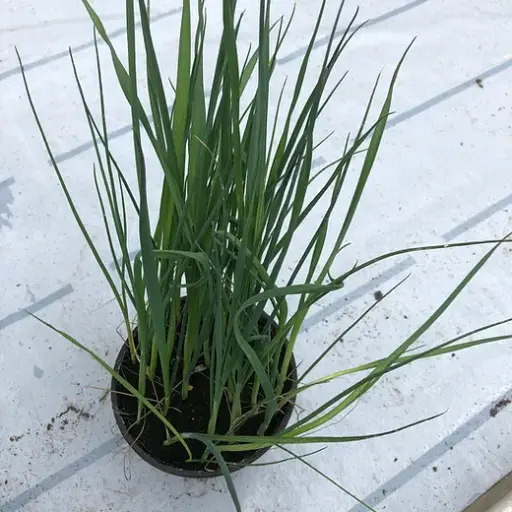 [141141] Poireau d'hiver à repiquer +/- 25 pc/ Pot P13 ** A repiquer au printemps **