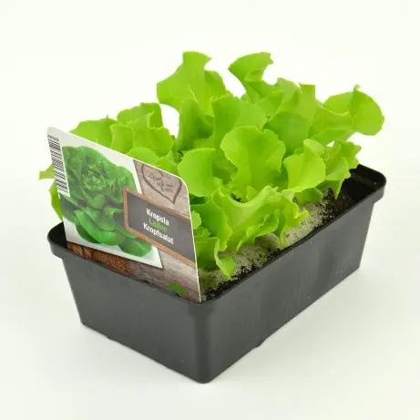 [133265] Barquette 6 laitues pommées - salade à repiquer