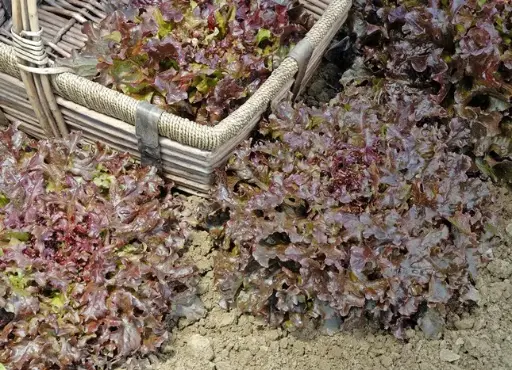 [132816] Barquette 6 Laitue feuille de chêne rouge - salade à repiquer