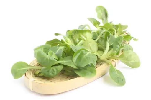 [132818] Barquette 6 Mâche - salade de blé à repiquer