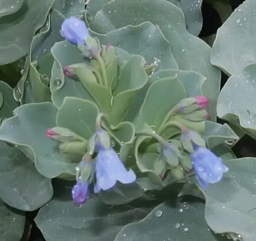 [126307] Mertensia Maritima Pot P14 ** Huitre végétale **