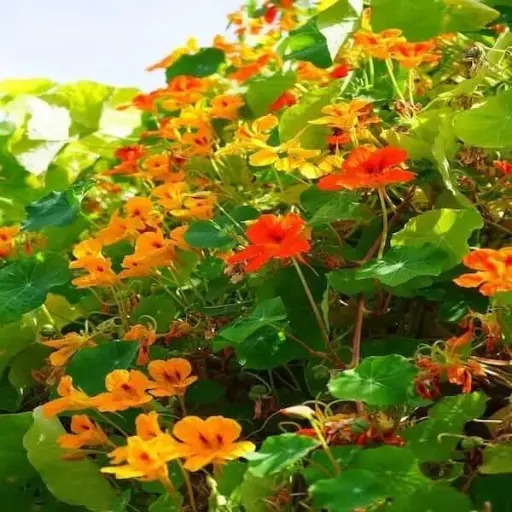 [120590]  Capucine naine varie Tropaeolum Pot P14