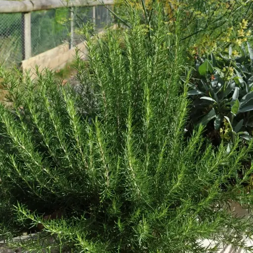 [144525] Rosmarinus officinalis buisson Touffe 50 60 cm XXL Pot P45