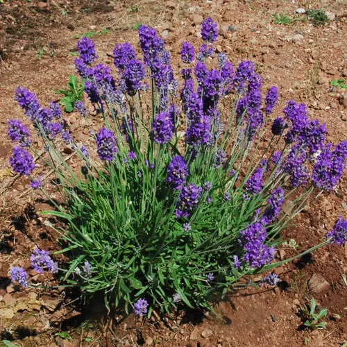 [139166] Lavandula spica ou latifolia ou Lavande Aspic Pot C1.5