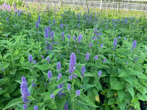 [125879] Agastache foeniculum C 1.5L