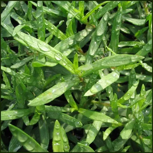 [128964] Estragon BIO- Artemisia dracunculus Pot P12