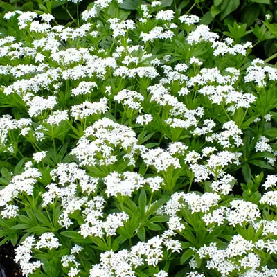 [124374] Galium odoratum Pot C 1.5L - Asperule odorante