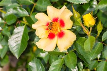 [142319] Rosier Eye of The Tiger ®